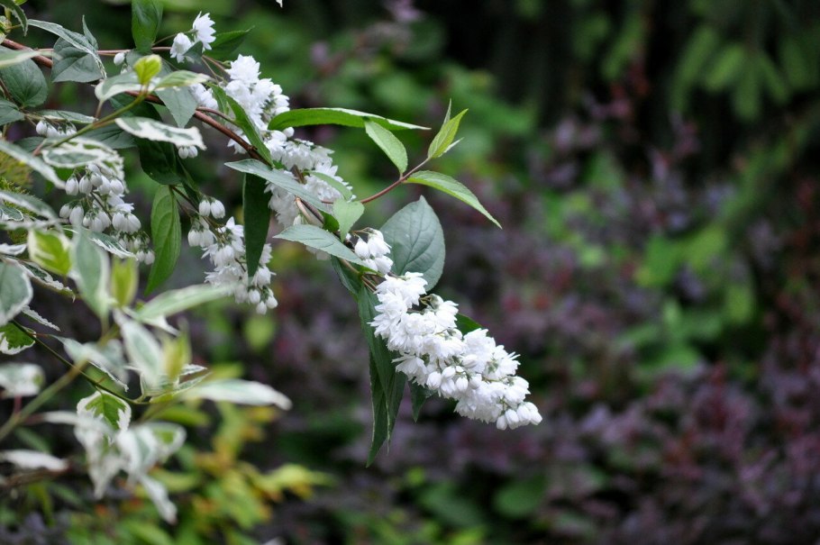 Спирея дейция