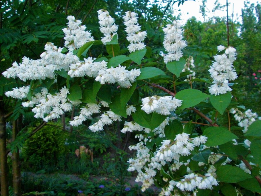 Дейция Альба плена