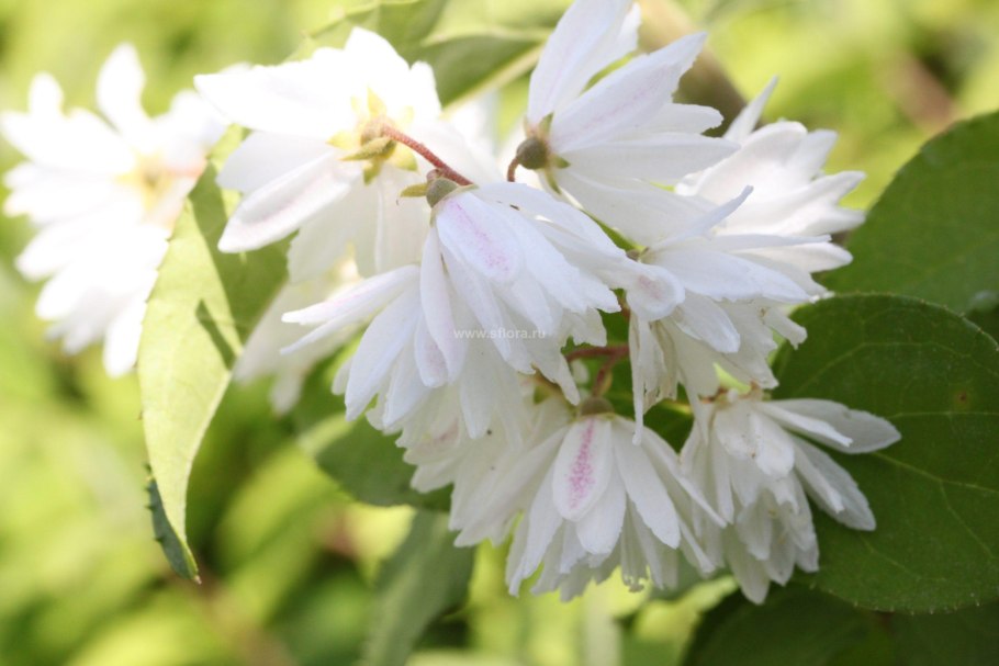 Дейция Вильморена