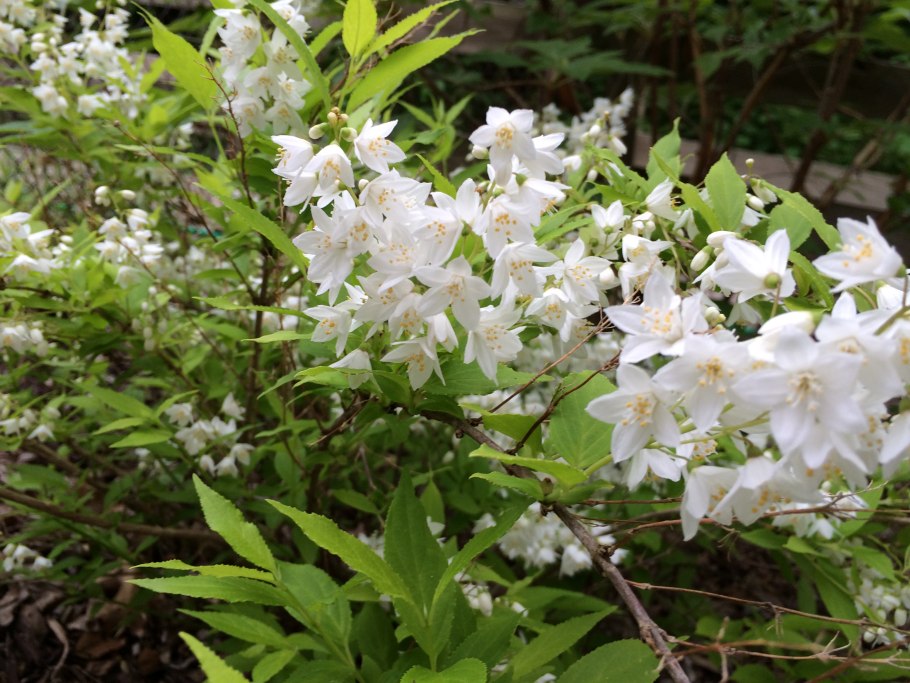 Дейция Амурская, шершавая