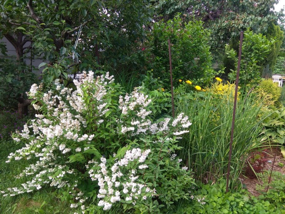 Дейция пурпурная Калмифлора