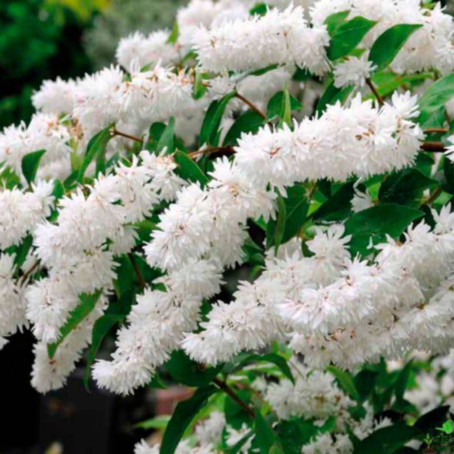 Кустарник дейция шершавая