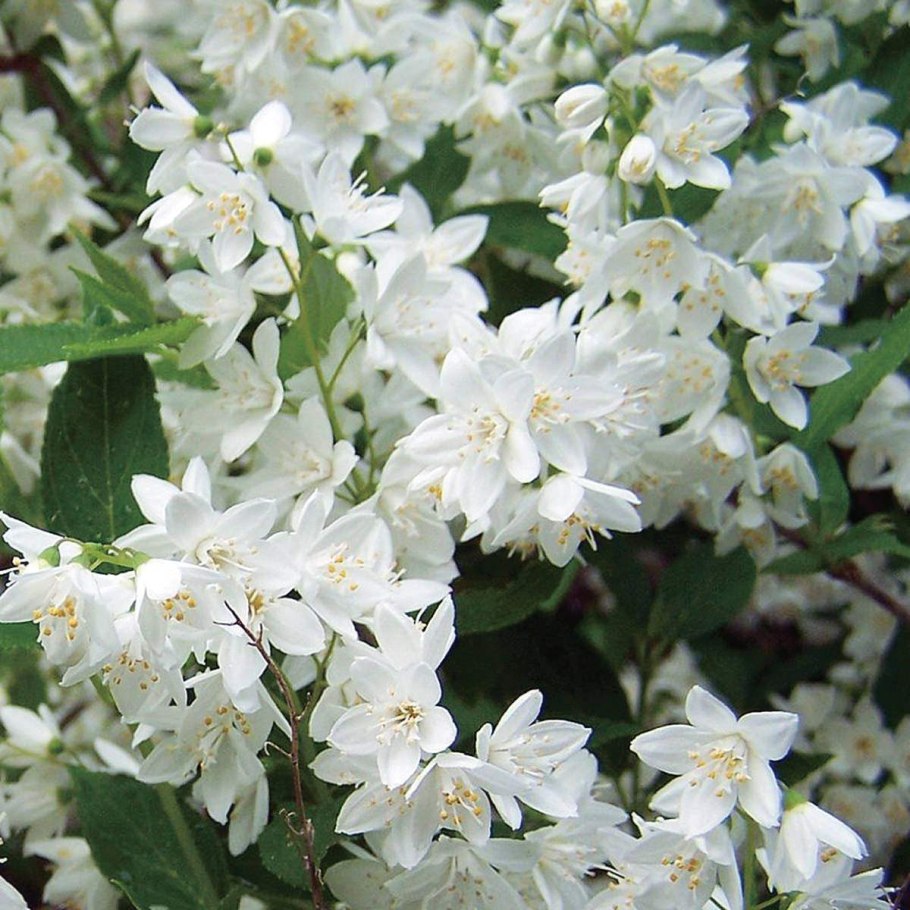 Дейция Никко кустарник