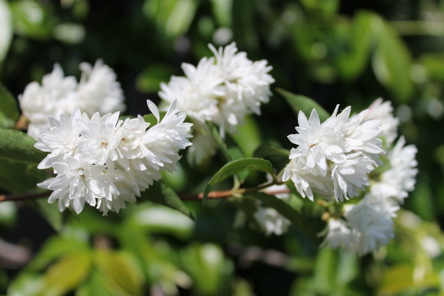 Дейция Вильморена