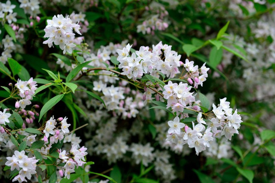 Дейция Кампанулата