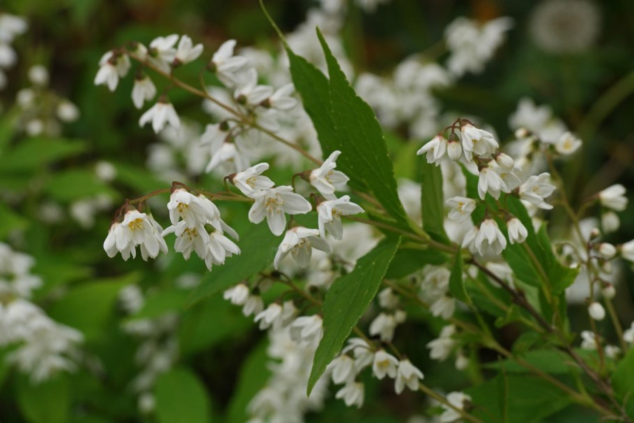 Дейция Грацилис