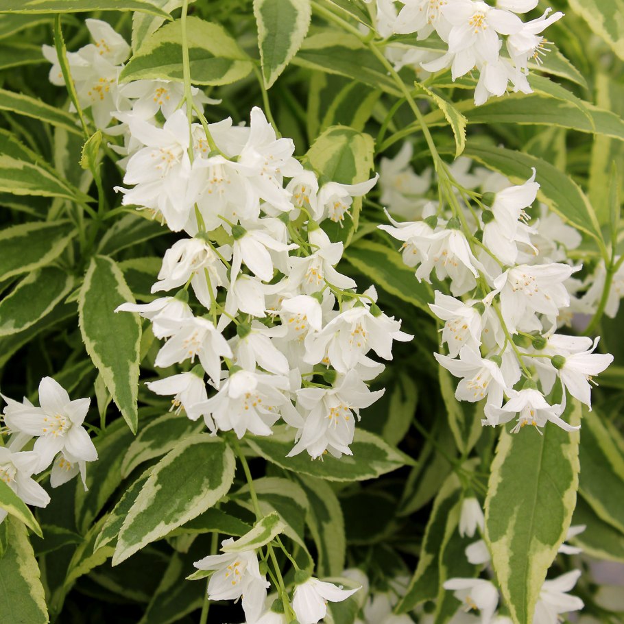 Дейция изящная Вариегата