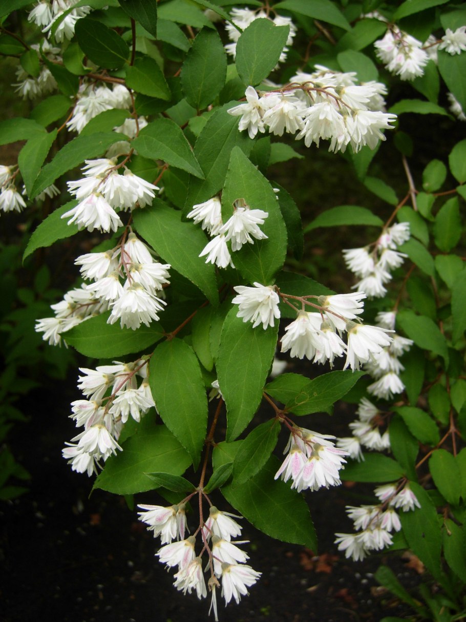 Дейция rosea Plena