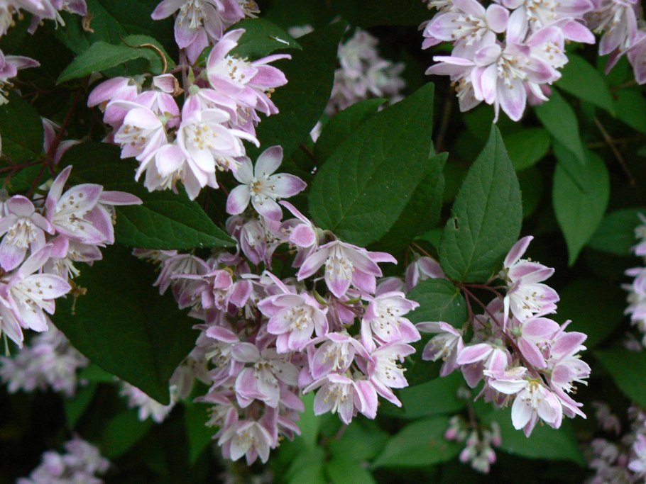 Дейция (Deutzia) rosea Plena