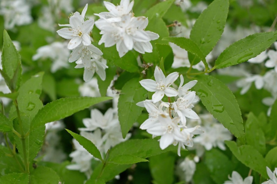 Дейция Кампанулата