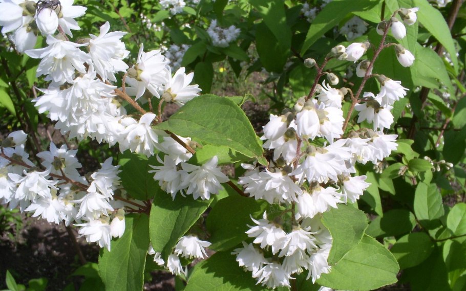 Дейция рэспбери сандаэ