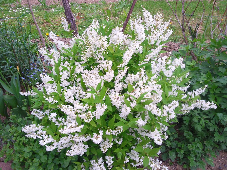 Дейция candidissima