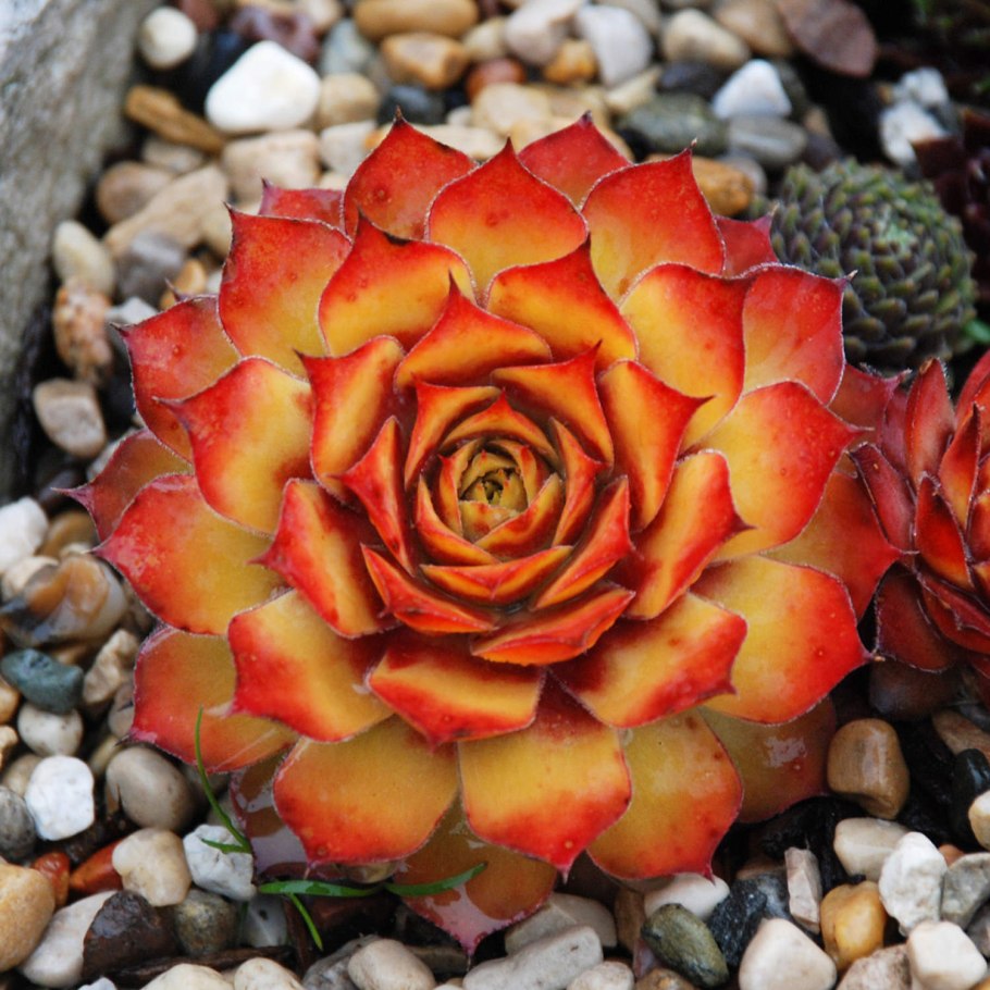Sempervivum chick Charms Golden Nights
