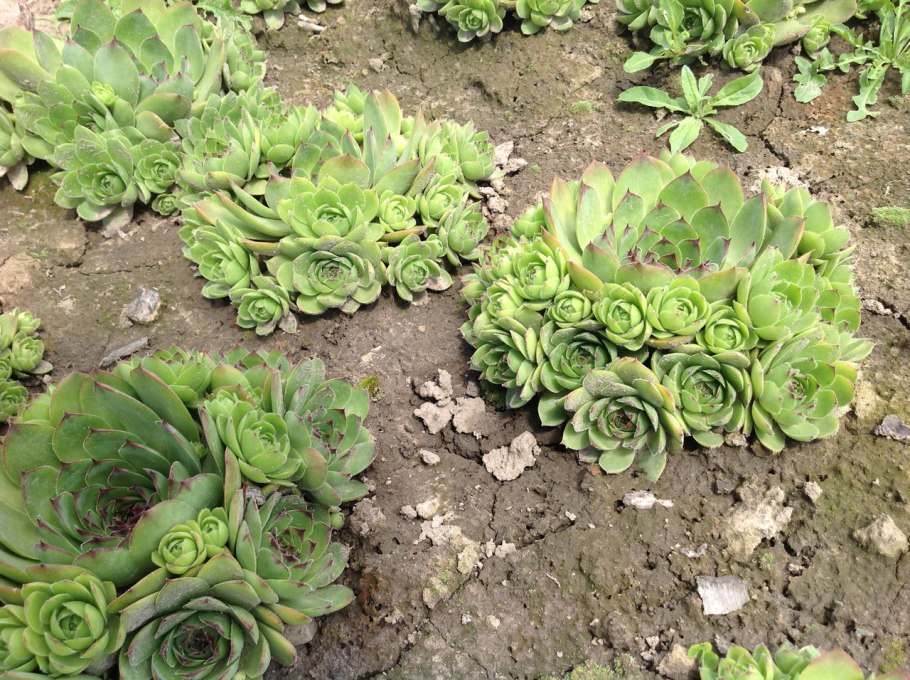 Очиток каменная роза