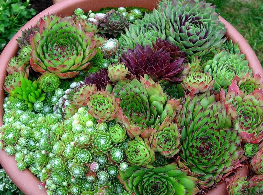 Молодило Sempervivum Cassiopea