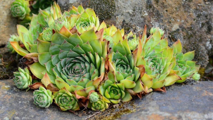 Молодило кровельное (Sempervivum tectorum)