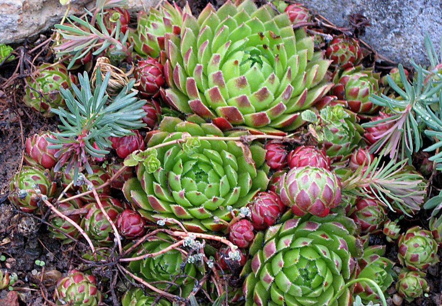 Молодило отпрысковое