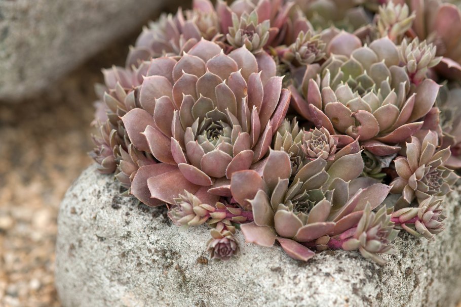 Sempervivum marmoreum