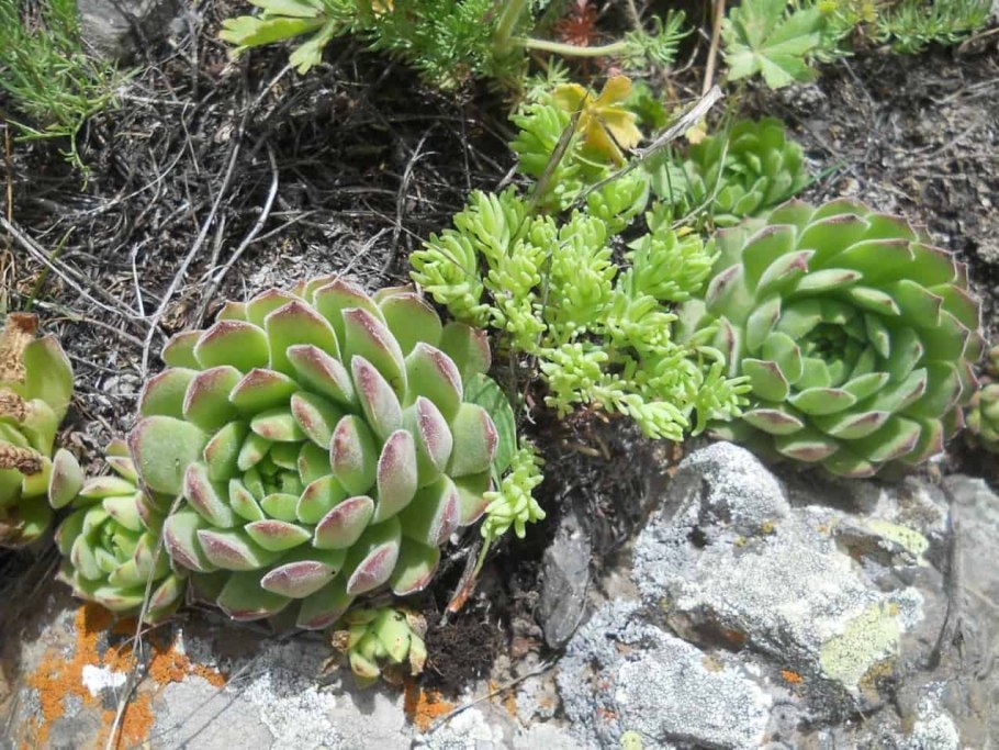 Молодило живучка