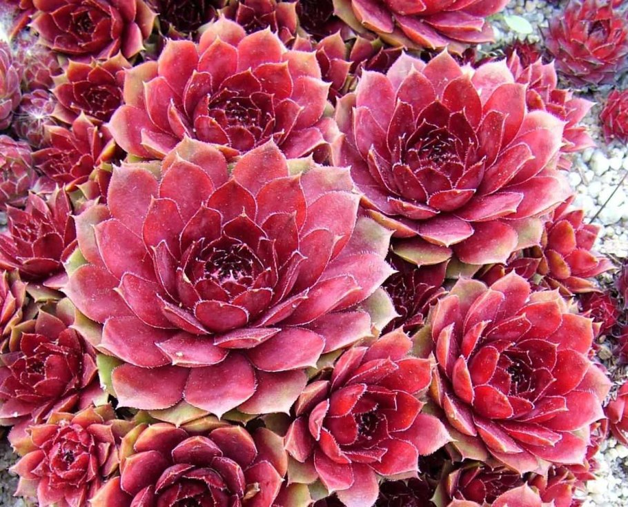 Молодило, «каменная роза» (Sempervivum)