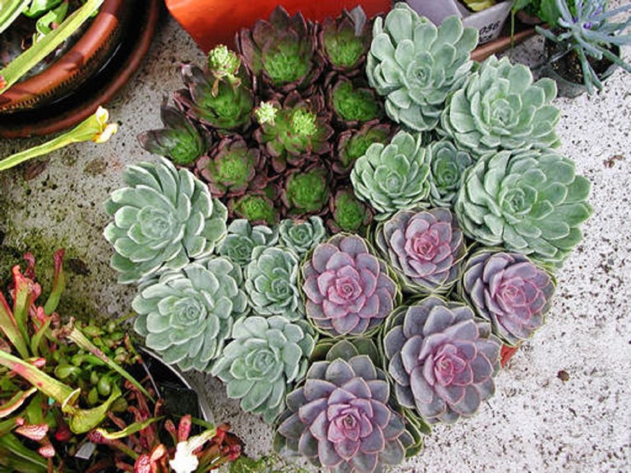 Эхеверия каменная роза