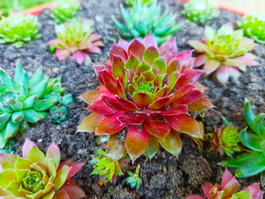 Молодило Maria Laach