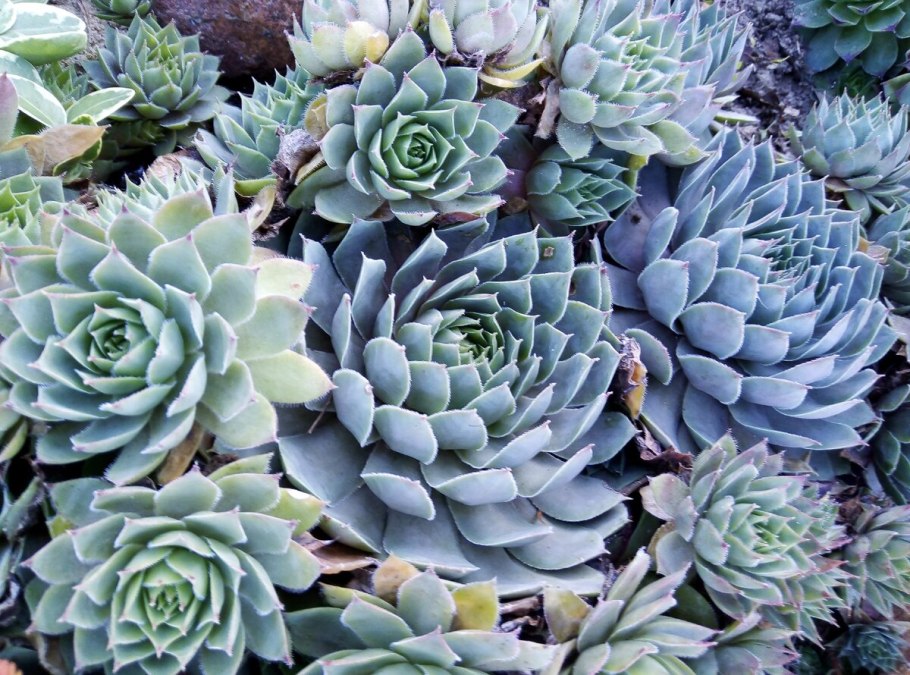 Молодило кровельное (Sempervivum tectorum)