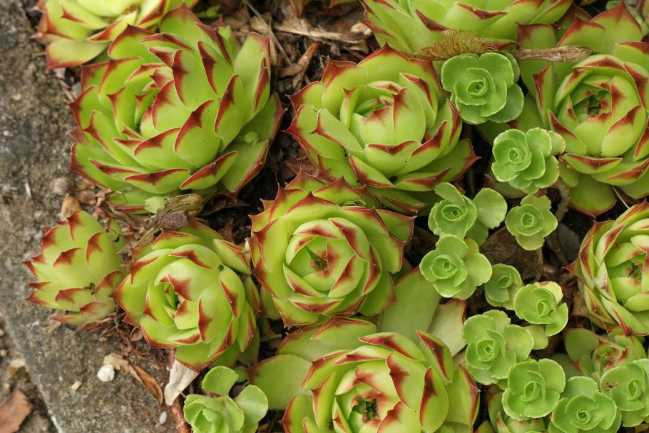 Молодило кровельное (Sempervivum tectorum)