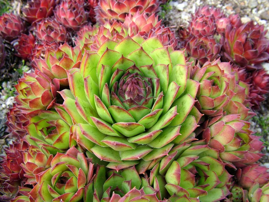 Молодило, «каменная роза» (Sempervivum)