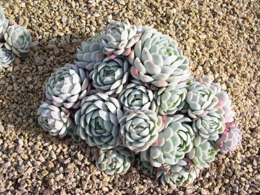 Эхеверия каменная роза
