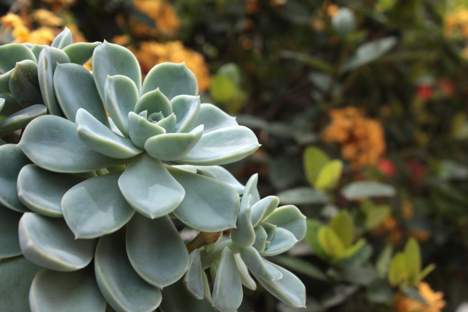 Эхеверия каменный цветок