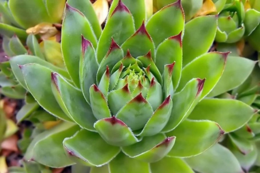 Молодило ruthenicum