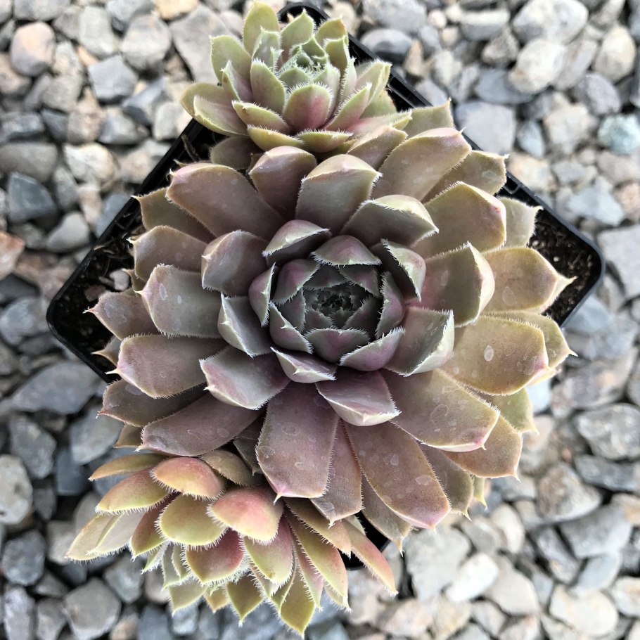Эхеверия каменная роза