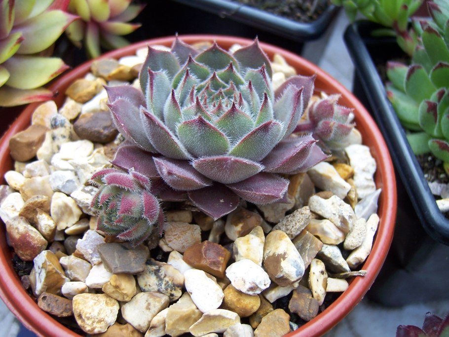 Эхеверия каменная роза