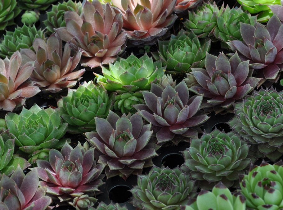 "Каменная роза" Гриновия