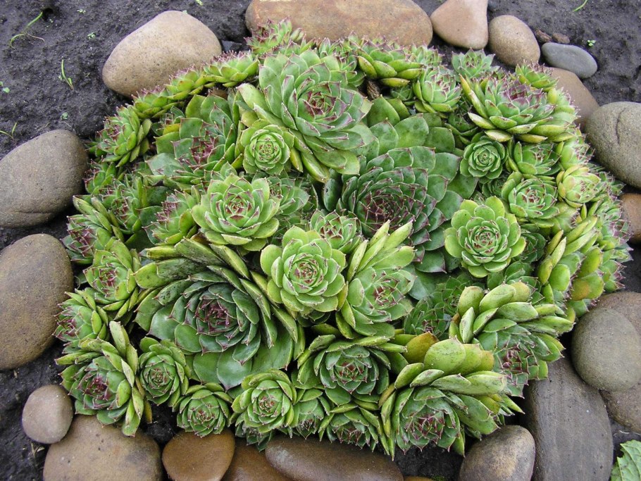 Молодило, «каменная роза» (Sempervivum)