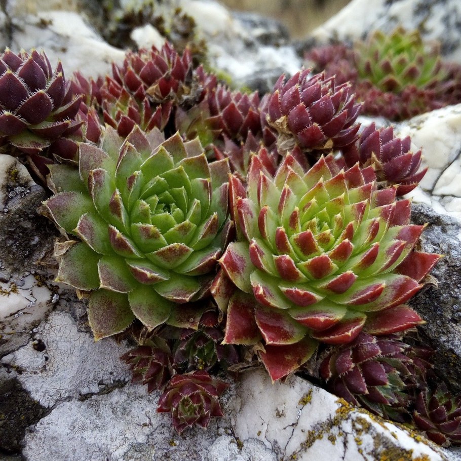 Молодило (Sempervivum)