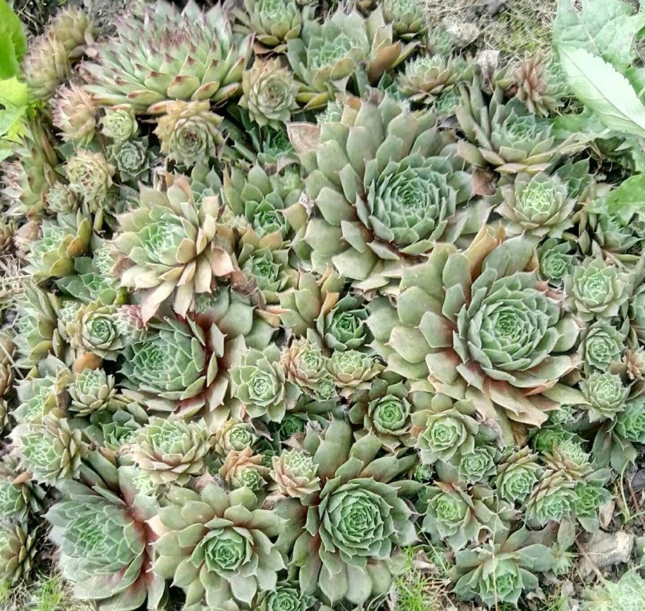 Гавриш молодило каменная роза