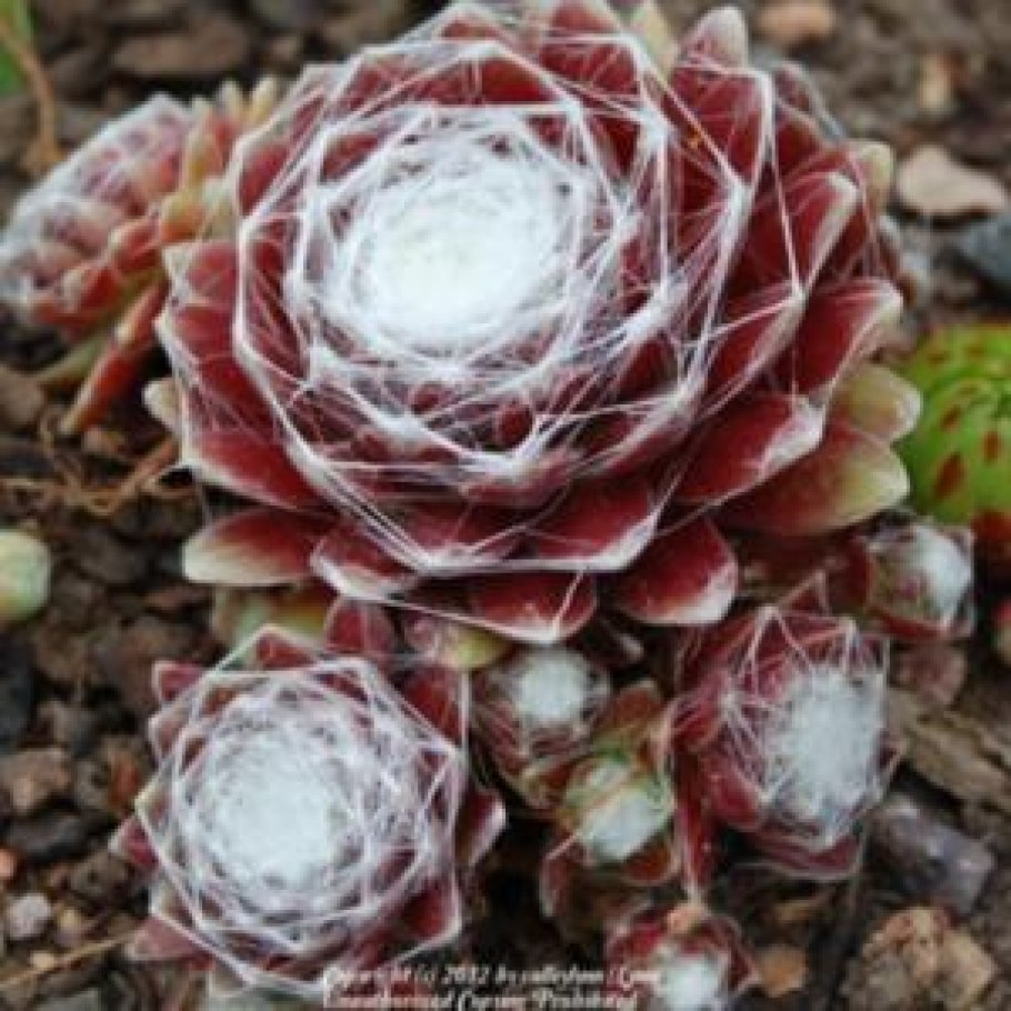 Молодило arachnoideum