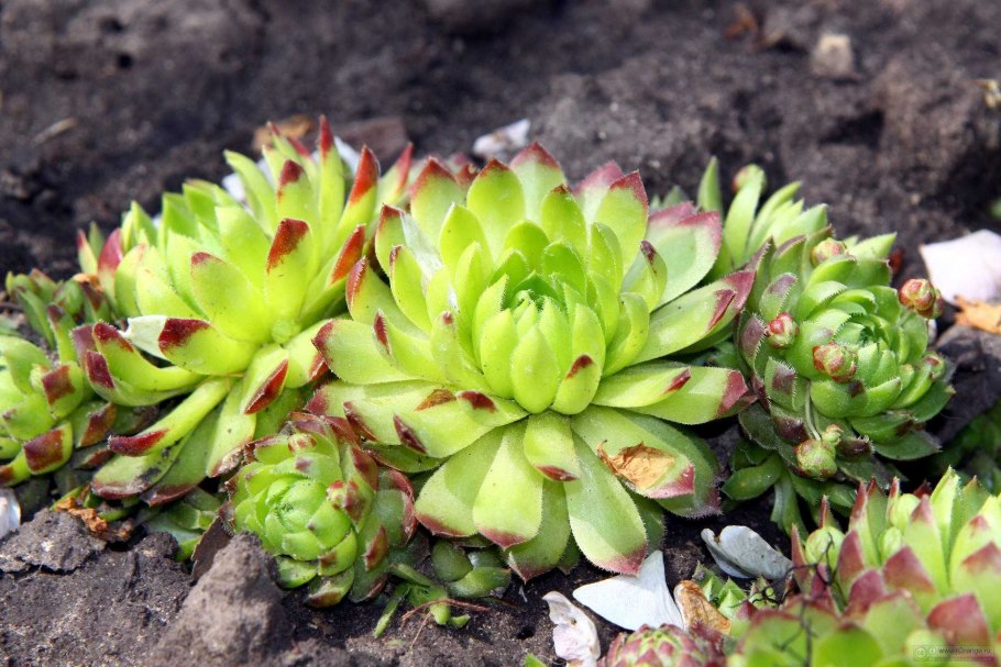 Молодило (Sempervivum)