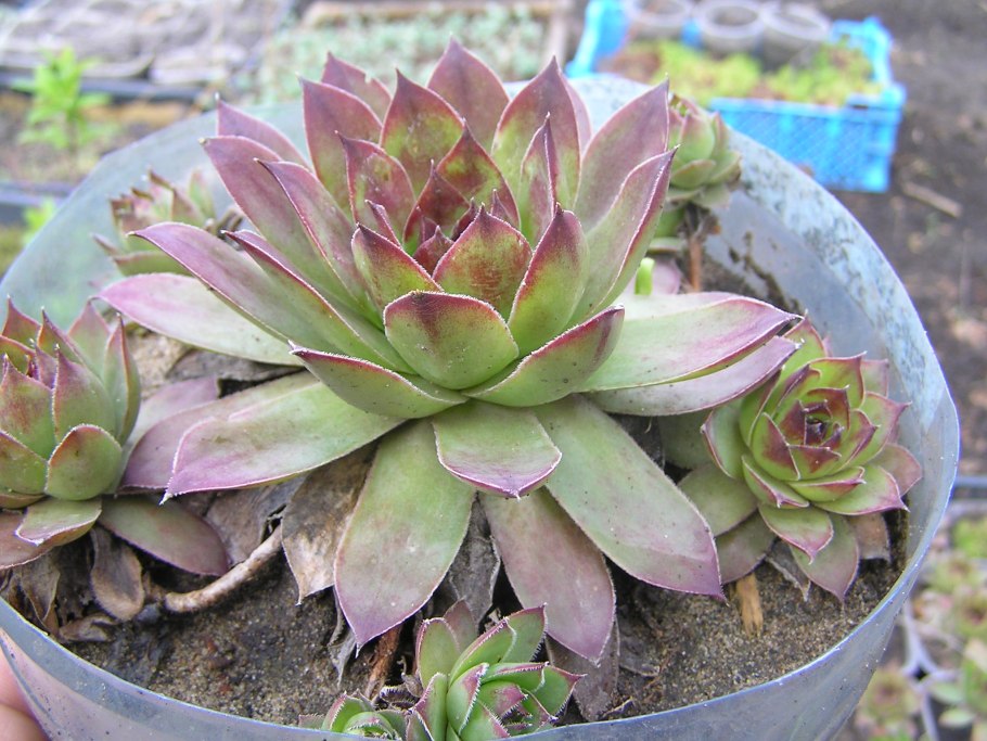 Живучка молодило каменная роза Суккуленты