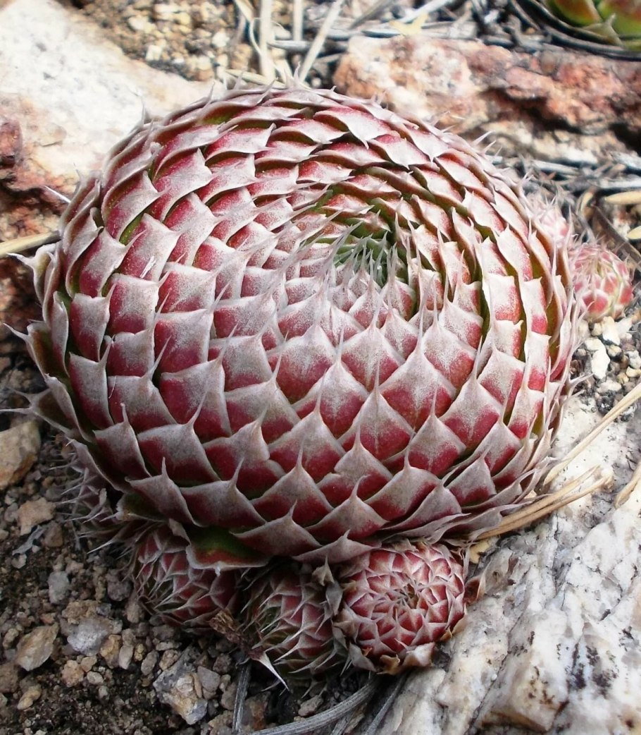 Молодило — Sempervivum soboliferum