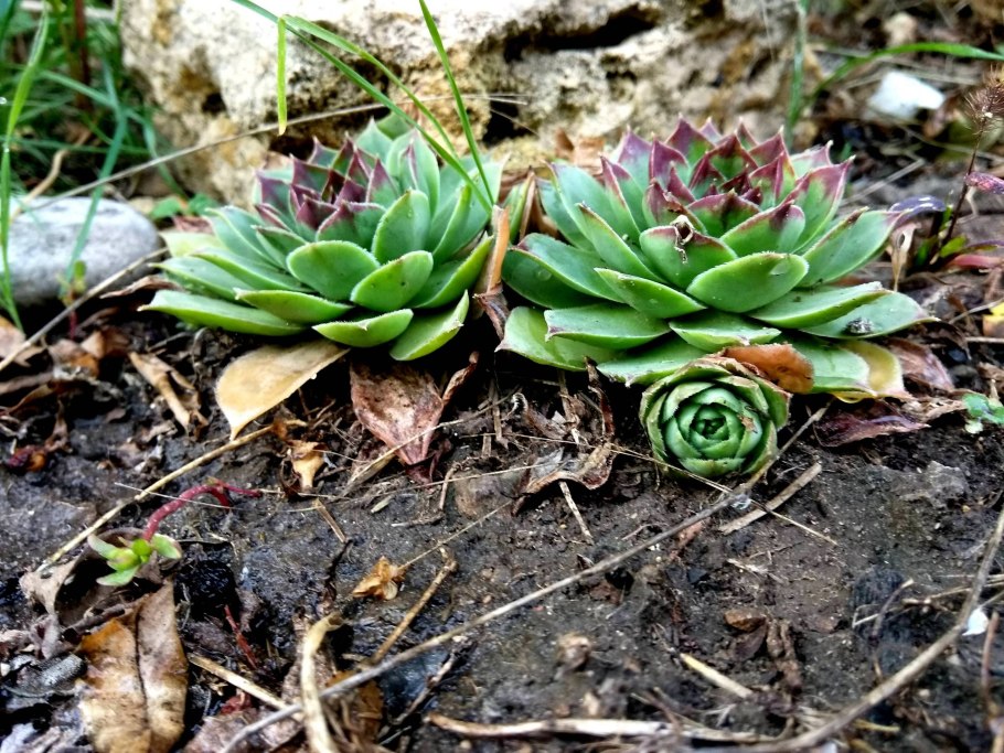 Молодило Sempervivum Cassiopea