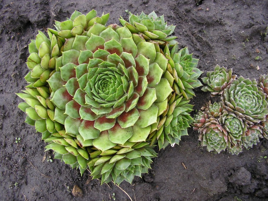 Эхеверия рамилетте