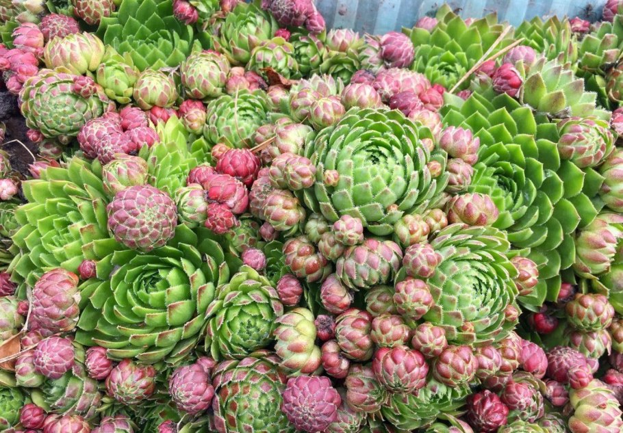 Молодило отпрысковое Sempervivum soboliferum