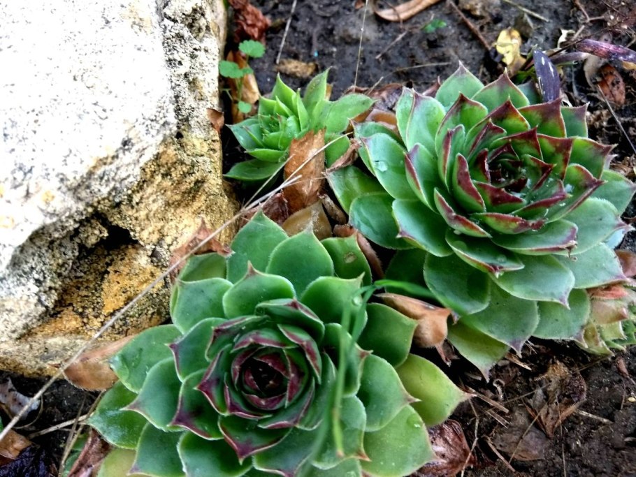 Молодило (Sempervivum)