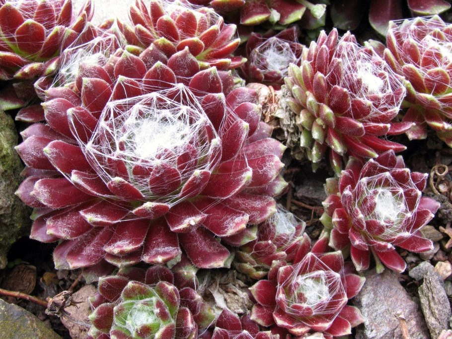 Молодило паутинистое Рубин