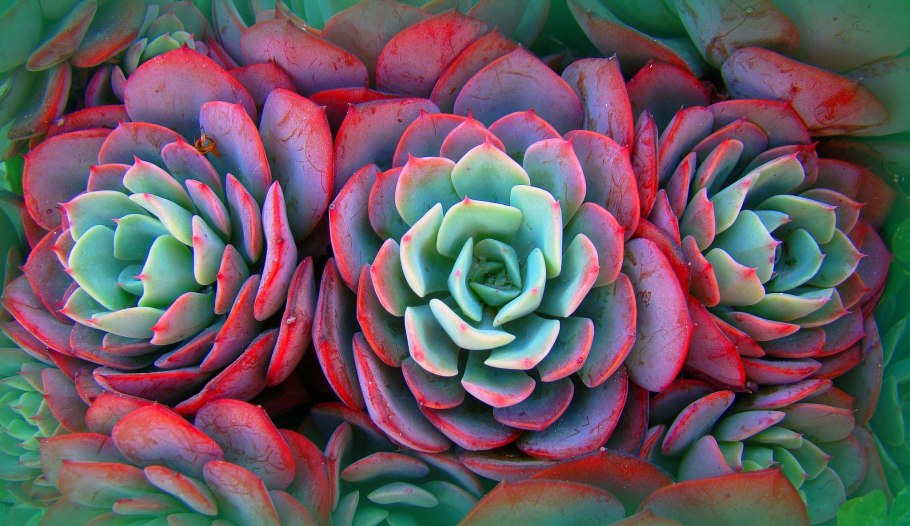 Эхеверия каменная роза