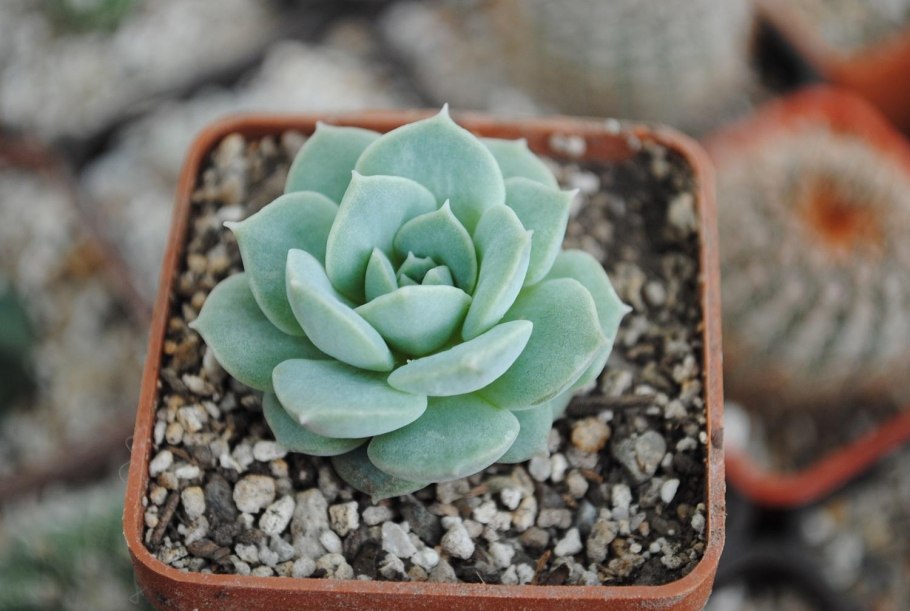 Эхеверия изящная Элеганс