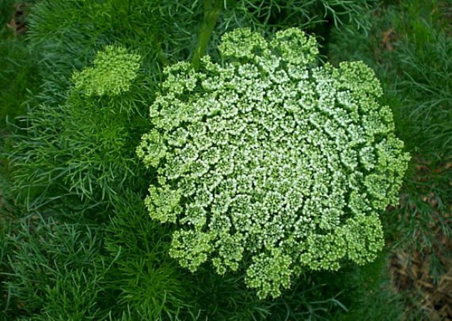 Виснага морковевидная